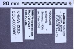 Etikette zu Neocalais curtipennis (NHMW-ZOO-COL-0008060)